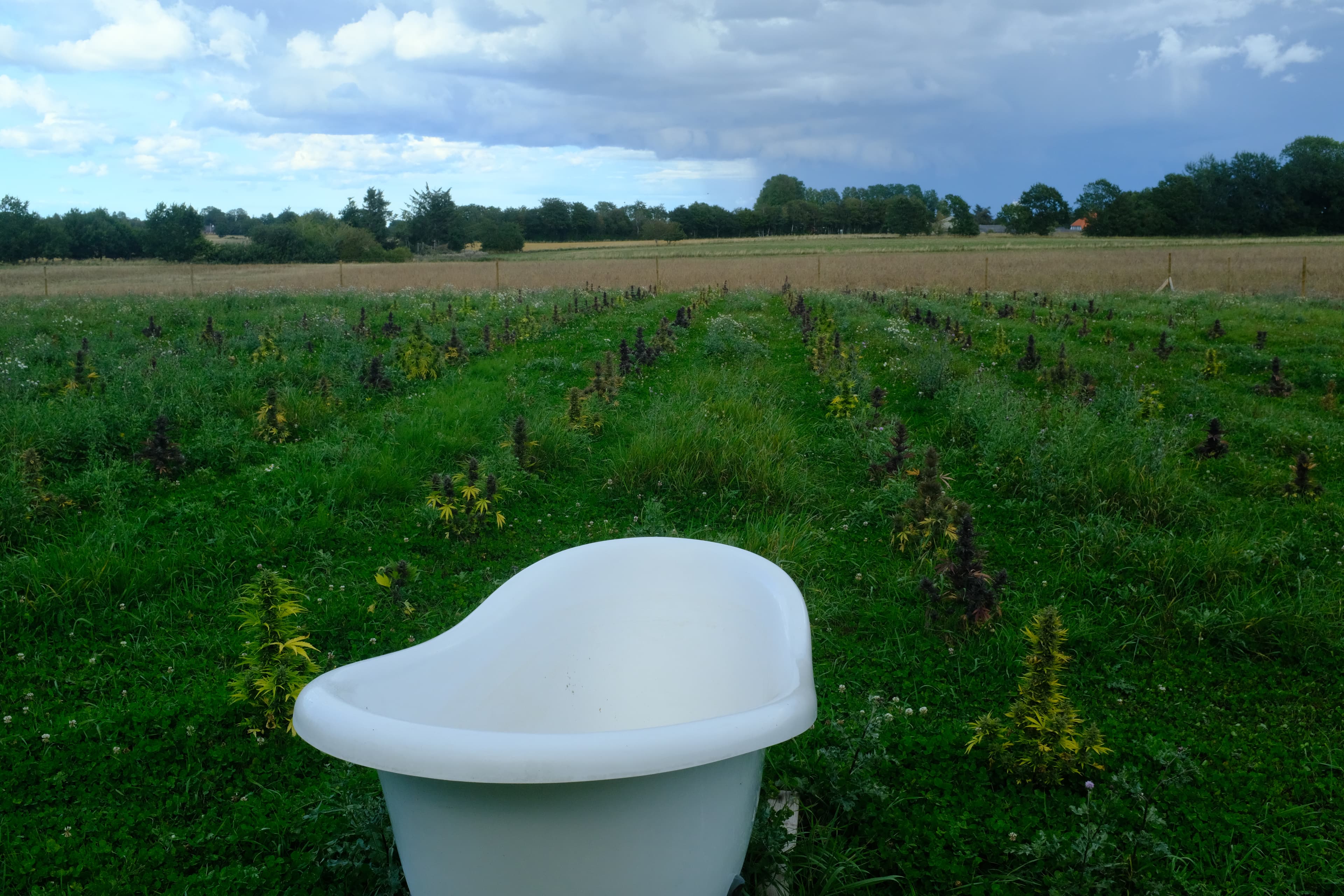 Græs Bornholm field or plant