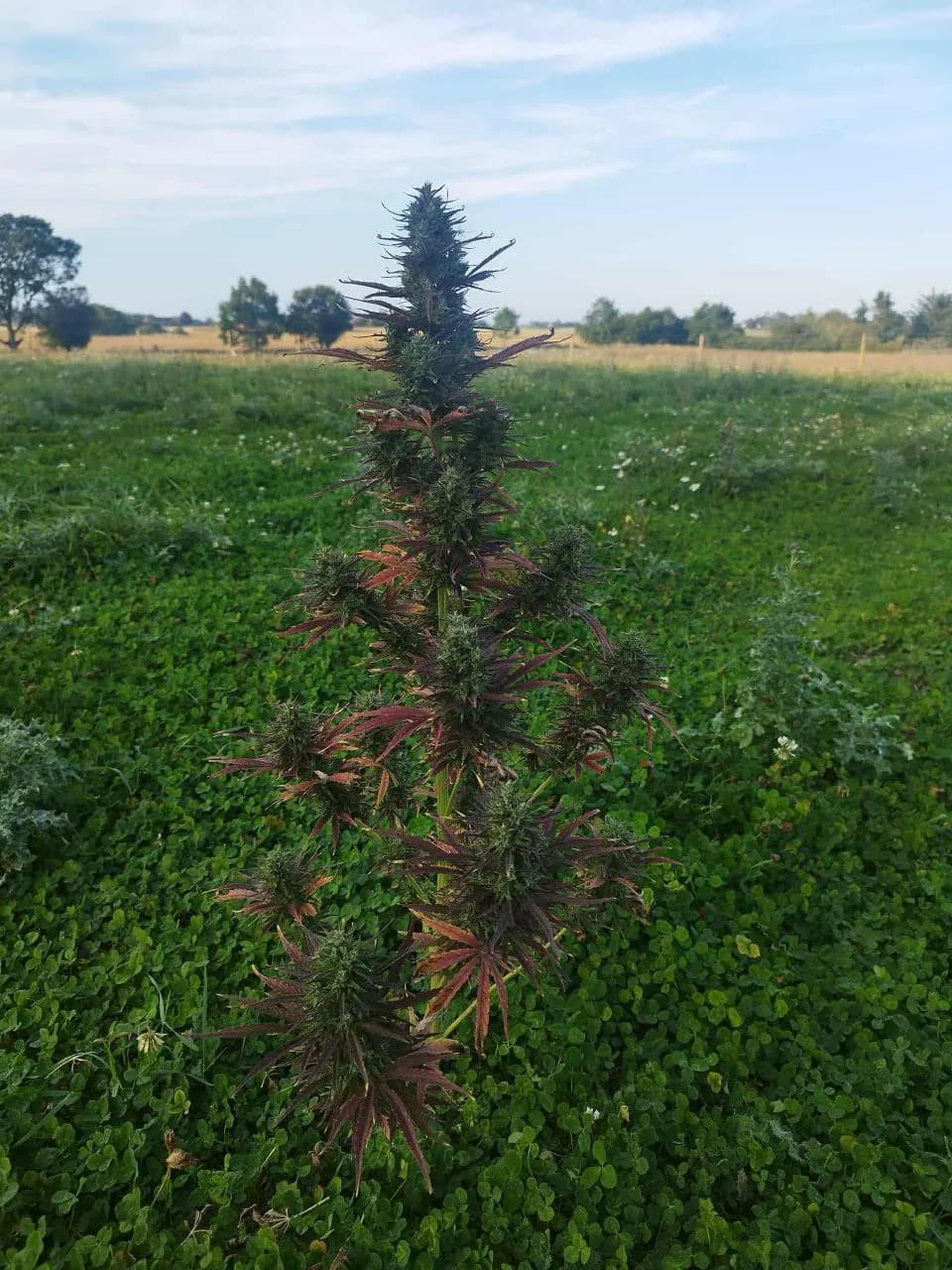 Græs Bornholm field or plant