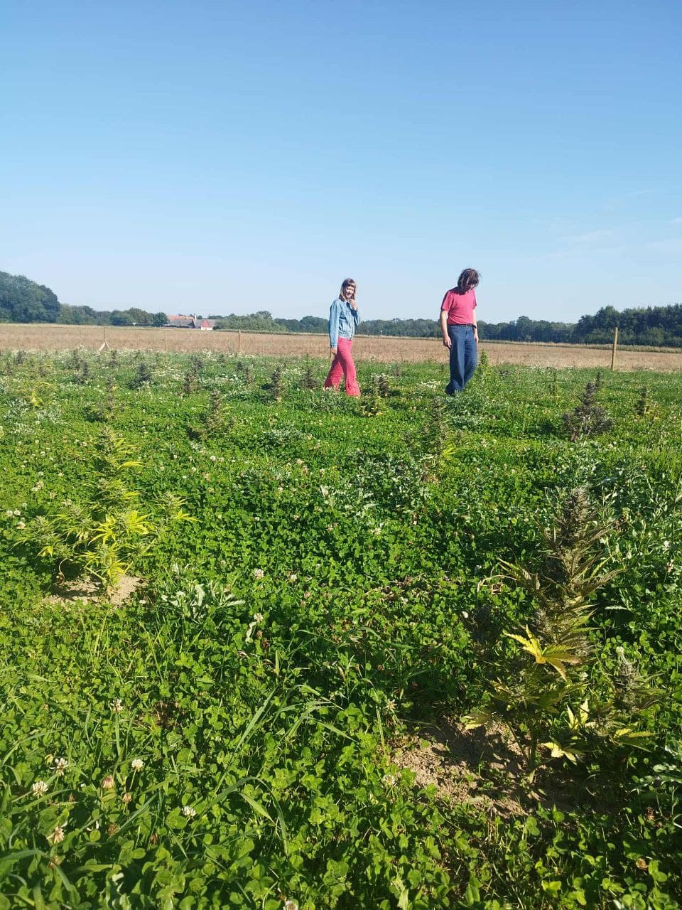 Græs Bornholm field or plant