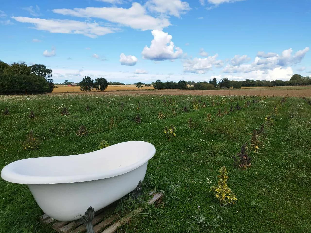Græs Bornholm field or plant