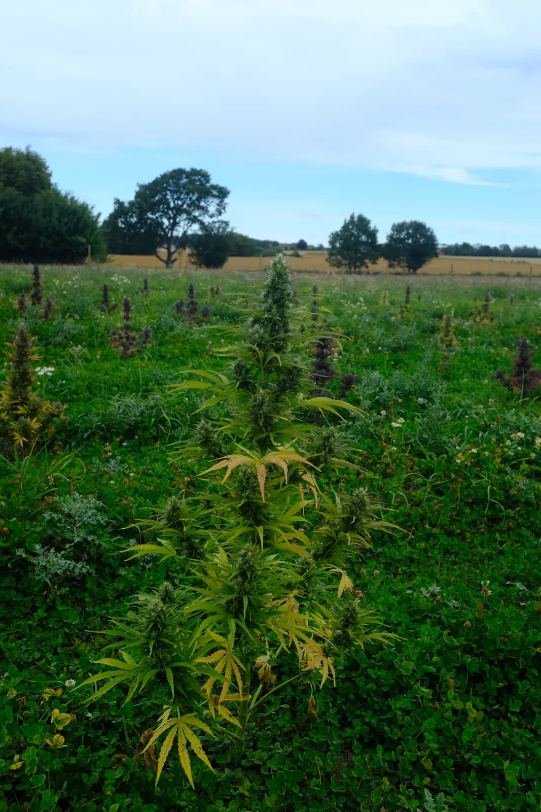 Græs Bornholm field or plant