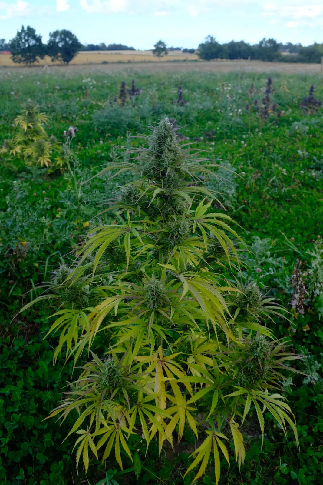 Græs Bornholm field or plant