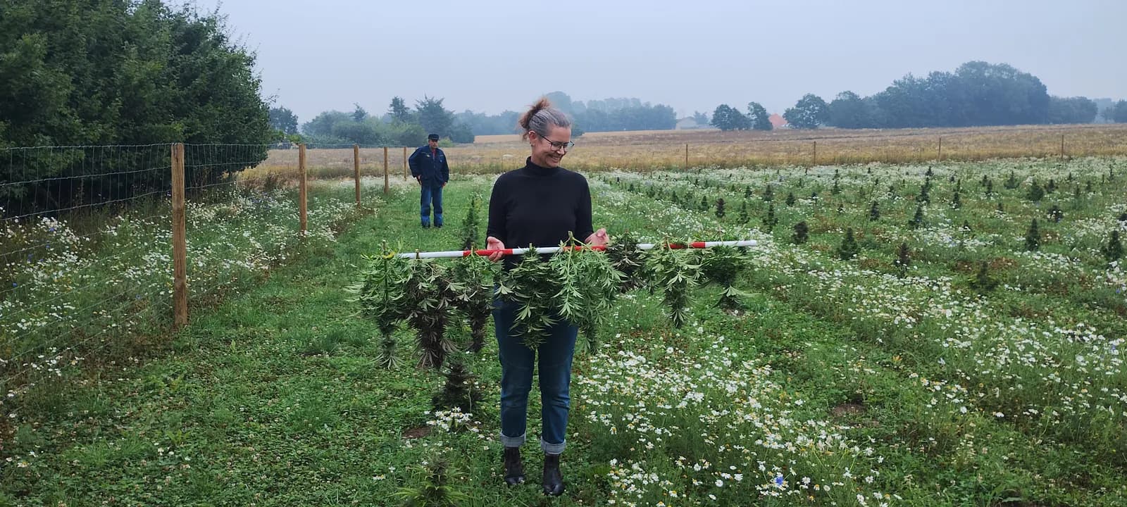 Græs Bornholm field or plant