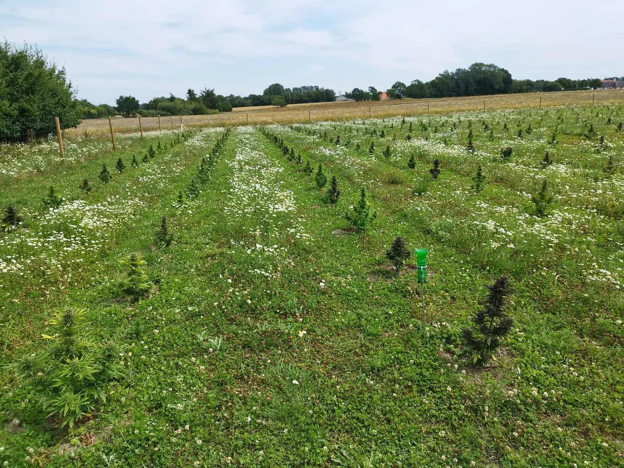 Græs Bornholm field or plant